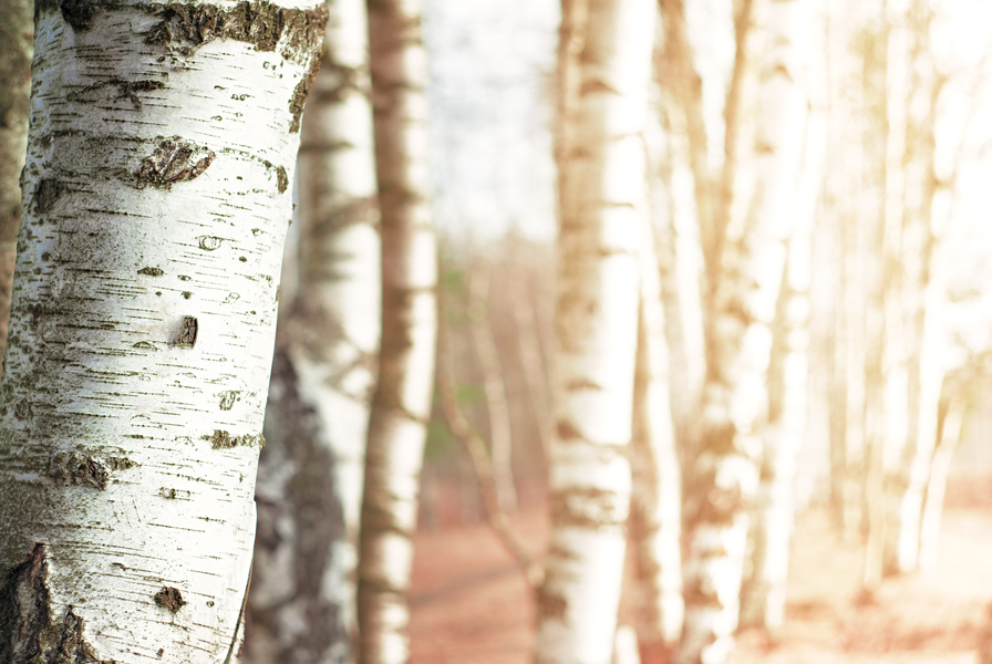 Paper birch (Betula papyrifera)  Department of Biological Sciences